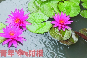 澳大利亚红 澳大利亚红