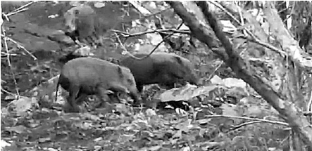 临安大明山野猪出没 最近1月至少有40多头羊被咬死咬伤 临安大明山野猪出没 最近1月至少有40多头羊被咬死咬伤