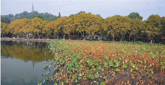 杭州天气