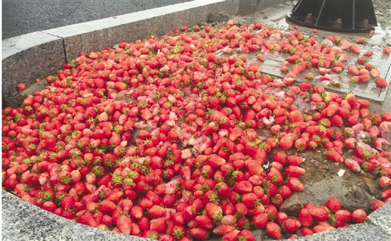 草莓田旁绿化带里都是新鲜的草莓 这么好的草莓为什么要倒掉