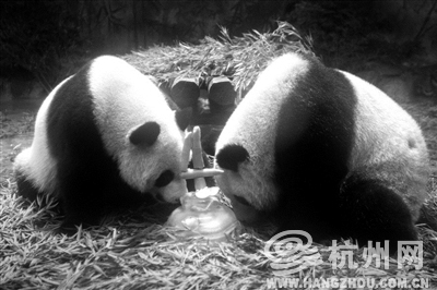 杭州动物园双胞胎大熊猫昨天过4岁生日啦