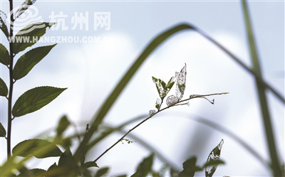 杭州天气