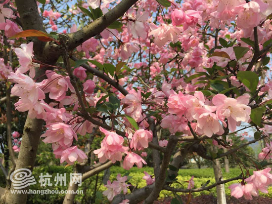 皋亭观桃等你约 第四届皋亭观桃节3月26日开幕