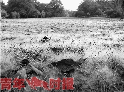 昨天西湖边下雪了?原是柳絮飘落似白雪 昨天西湖边下雪了?原是柳絮飘落似白雪