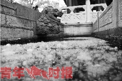 昨天西湖边下雪了?原是柳絮飘落似白雪 昨天西湖边下雪了?原是柳絮飘落似白雪
