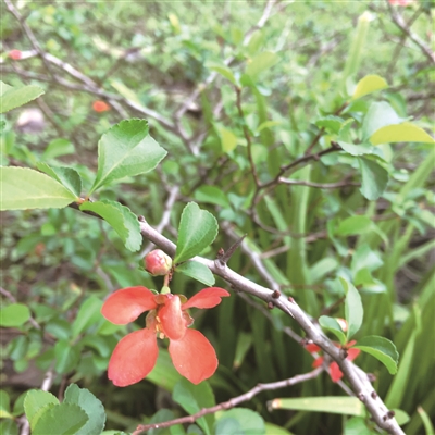 贴梗海棠
