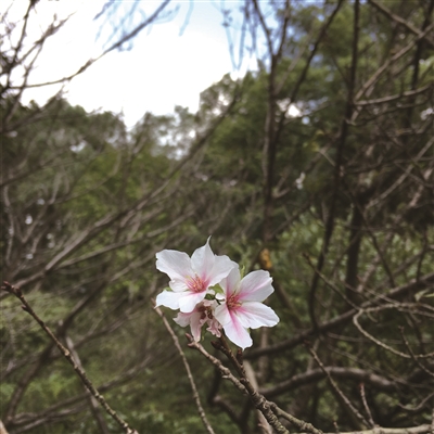 樱花