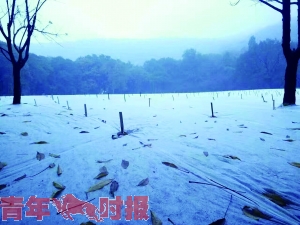 公园里白茫茫一片像极了雪景。 公园里白茫茫一片像极了雪景。