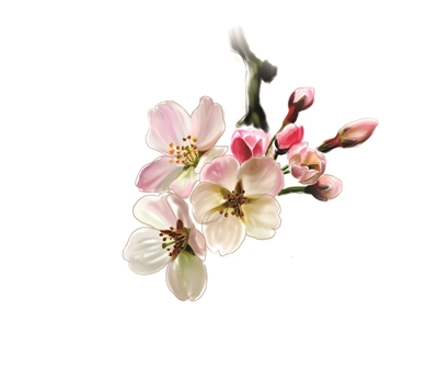 早樱