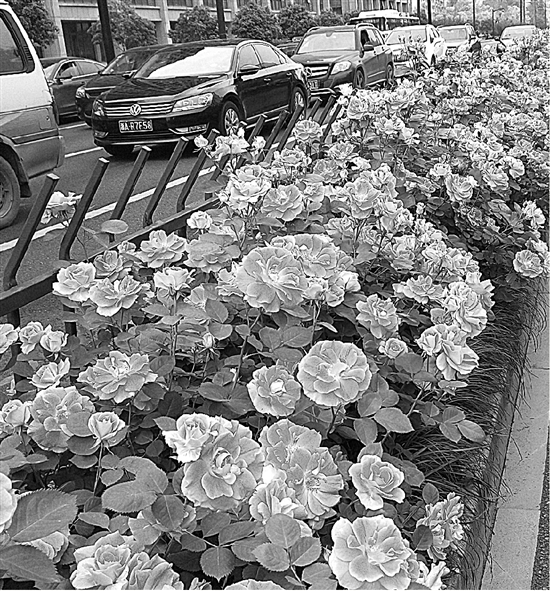 大关路上的月季花