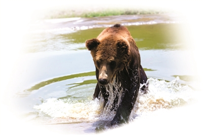 杭州野生动物世界，一只棕熊从水池里爬起的瞬间。
