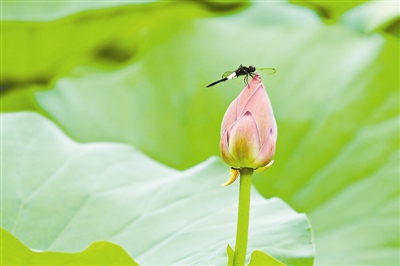 这个暑假 为“荷”来西溪