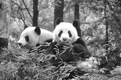 杭州大熊猫“成就”手术后 情况不容乐观