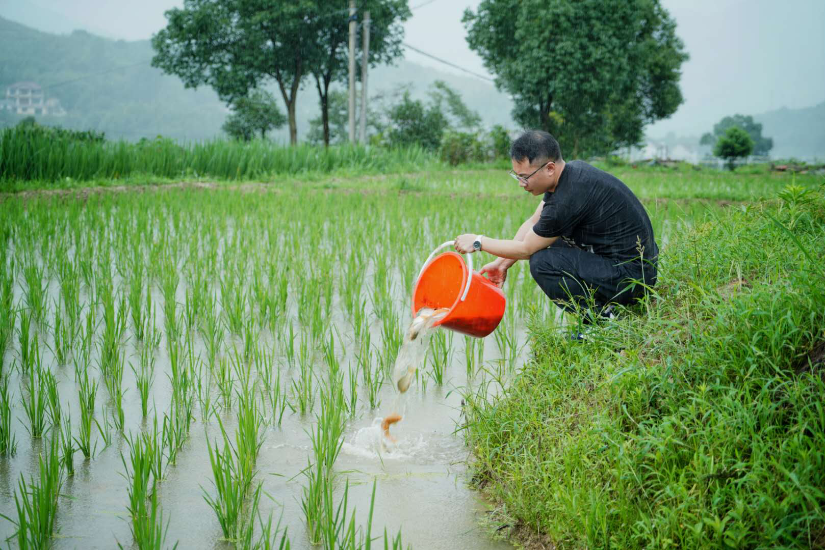 "日前,随着一声吆喝,莪山畲族乡沈冠村村民将经过本地驯化后的田鱼苗