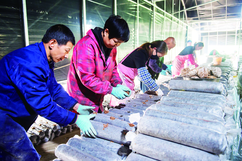 菌棒接种盼丰收