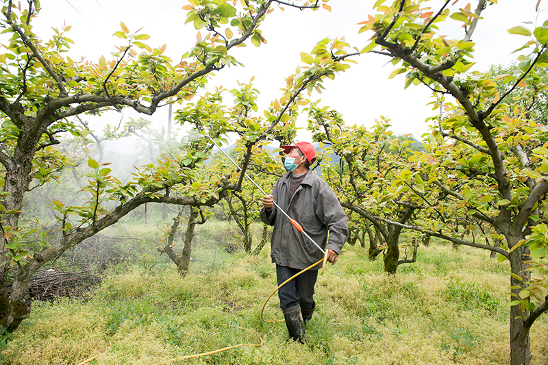 洗"药澡"防虫害