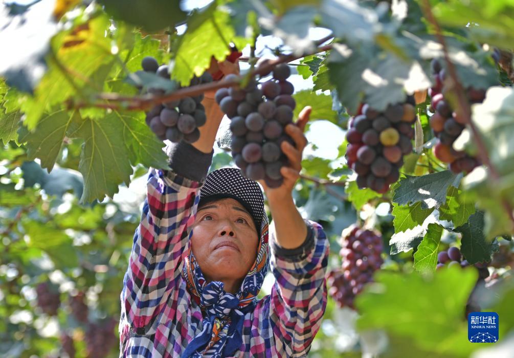 辽宁灯塔辽峰葡萄丰收上市