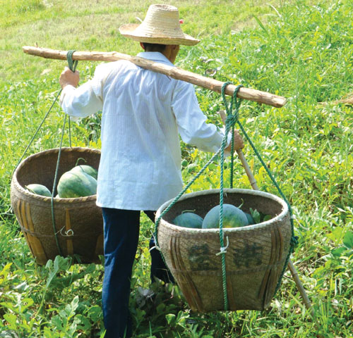 烈日下的农民朋友①昨天上午9点,虽然还未到正午,但阳光已威力四射,走