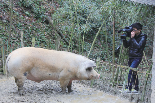 700多公斤的猪你见过吗分水三合宝莲庄园里就有一只