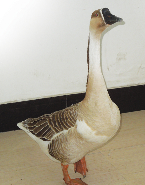 厂区突现大雁林业专家解惑