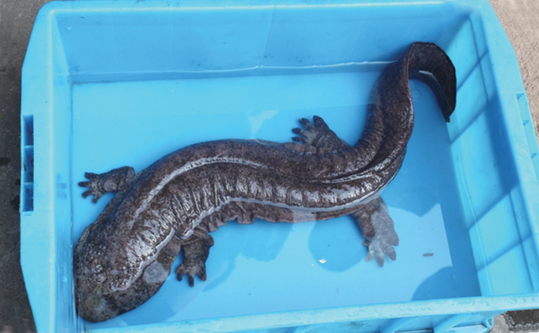 渔民捕获国家二级保护动物娃娃鱼