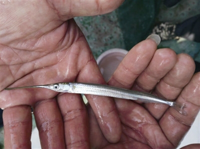 桐庐富春江来了长嘴客人