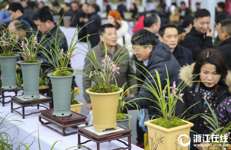1500盆珍稀兰花在漓渚展出.通讯员 赵炜 摄